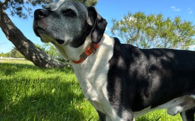 Bronson – Lost Dog