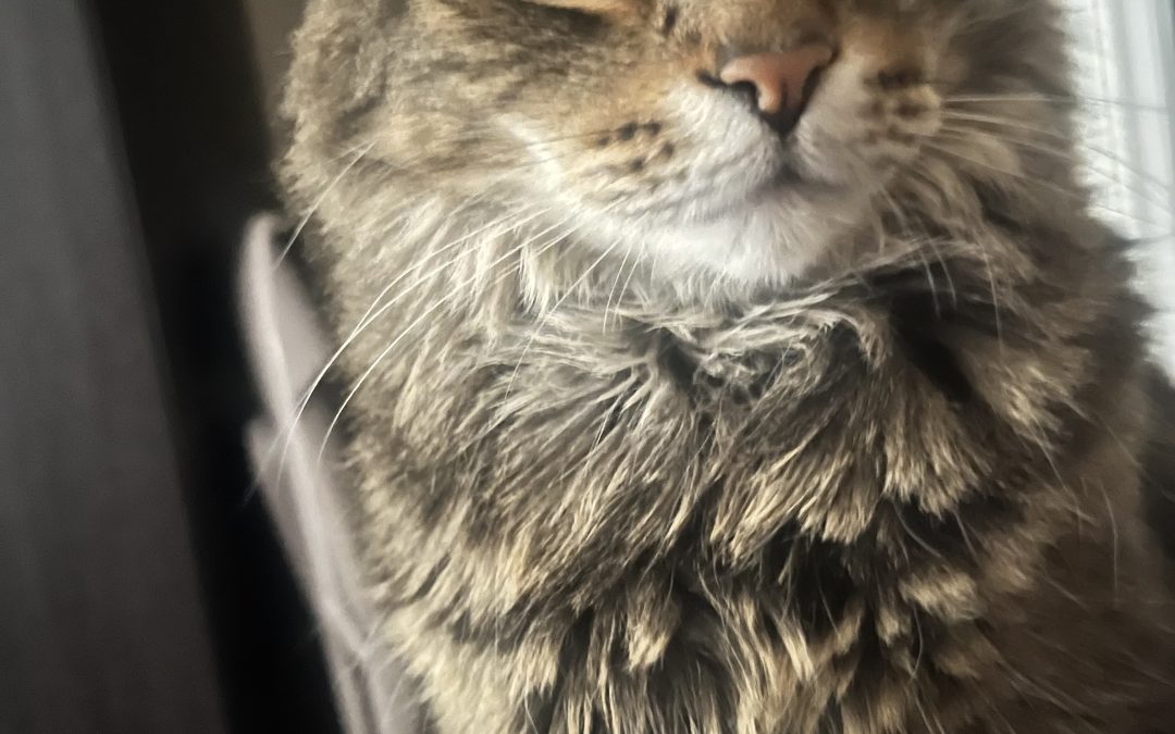 Big Ben – Lost Cat