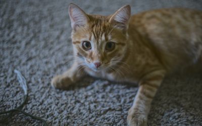Paprika – Lost Cat