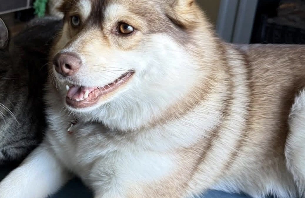 Lola – Lost Dog