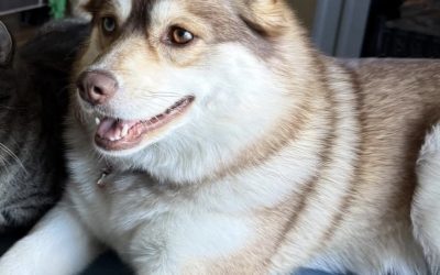 Lola – Lost Dog