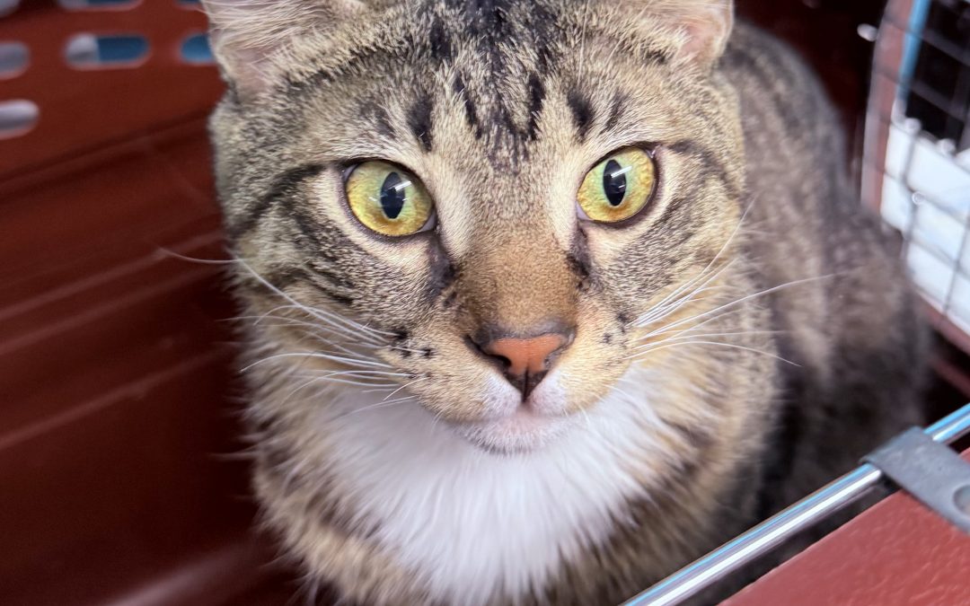 Torpedo (Shelter Name) – Lost Cat