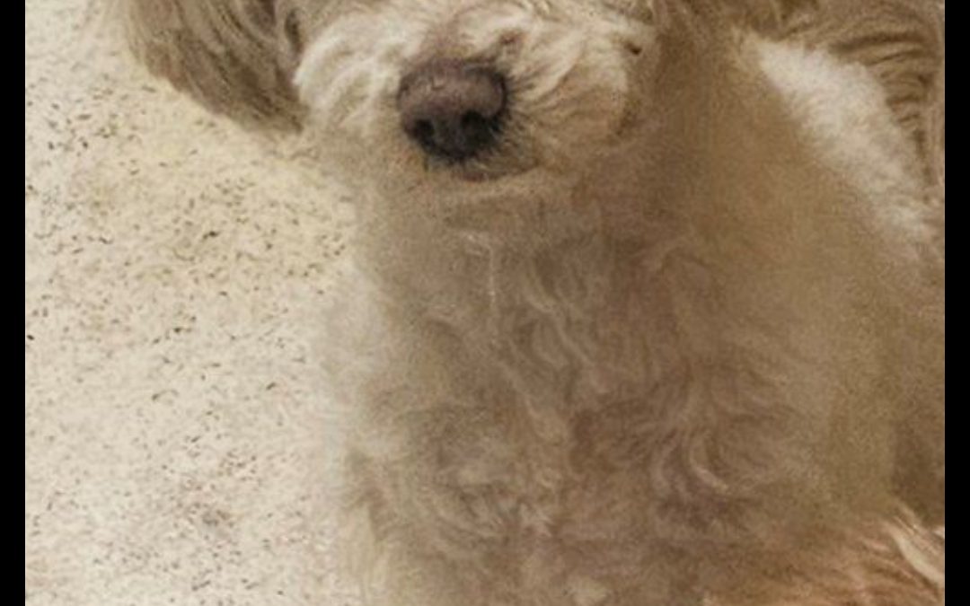 Ludwig – Lost Dog