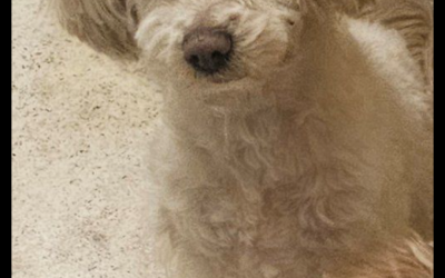 Ludwig – Lost Dog
