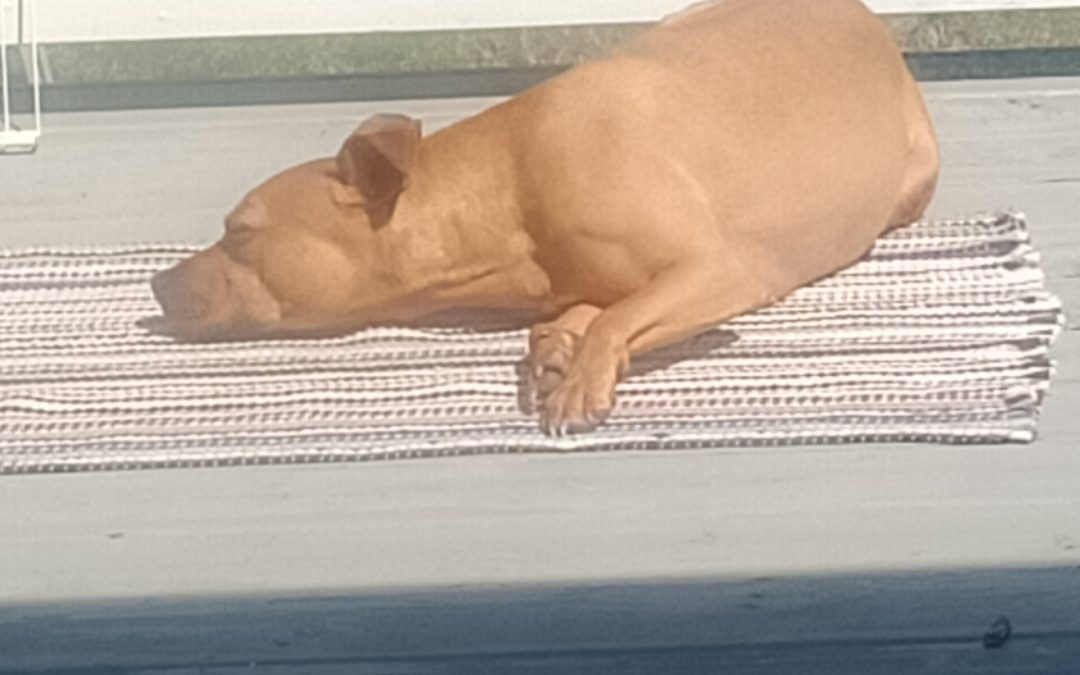 Nasha – Lost Dog