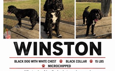 Winston – Lost Dog