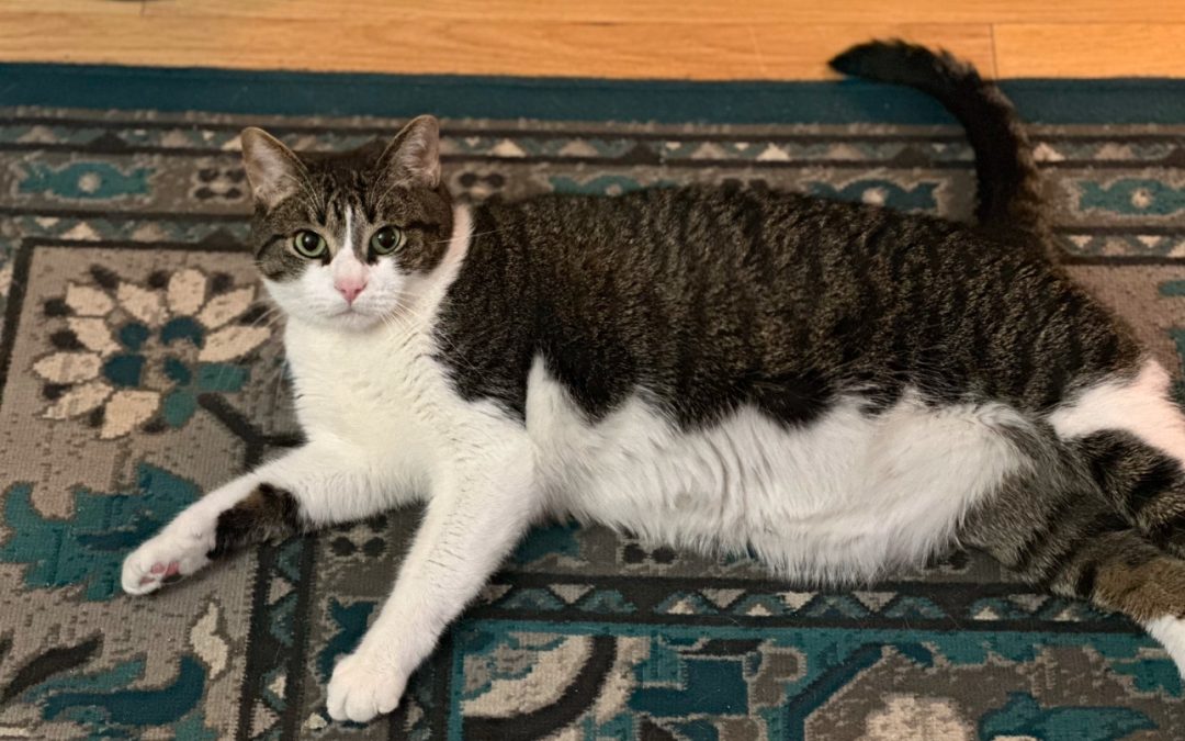 Loki – Lost Cat