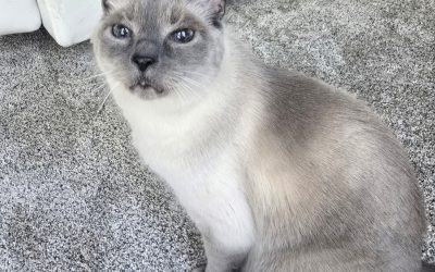 Gracie – Lost Cat