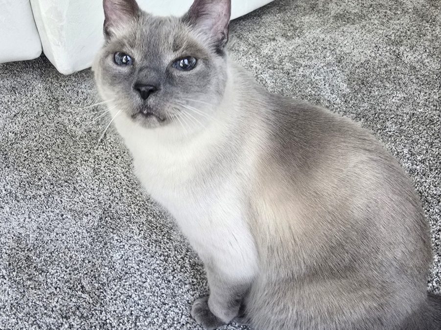 Gracie – Lost Cat
