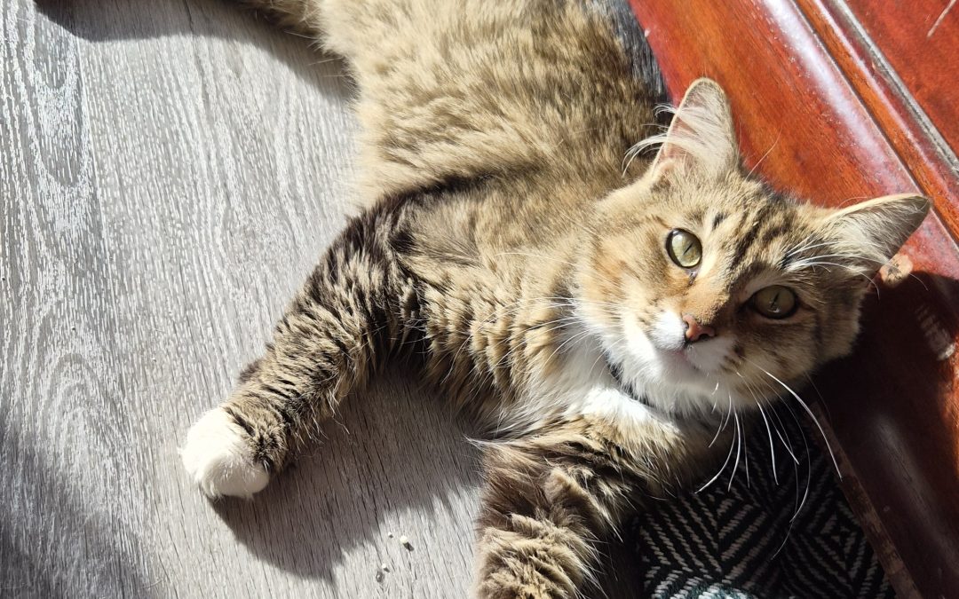 Lucky Cat – Lost Cat