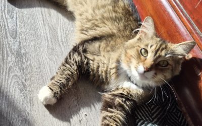Lucky Cat – Lost Cat