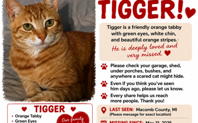 Tigger – Lost Cat