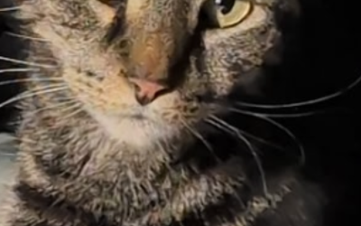 Ricky – Lost Cat