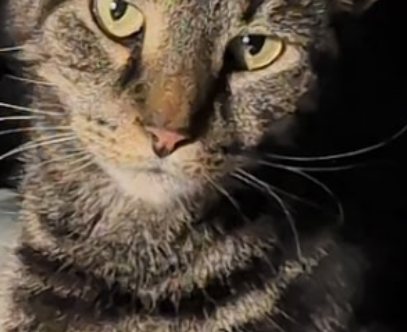 Ricky – Lost Cat