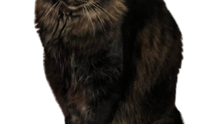 Evie – Lost Cat