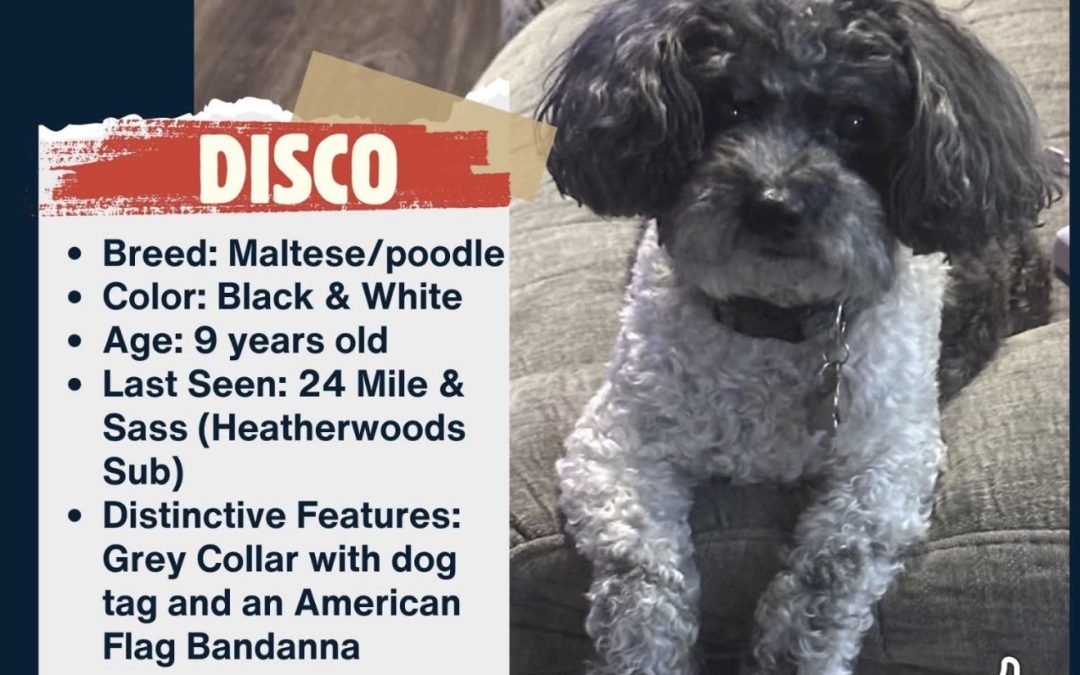 Disco – Lost Dog