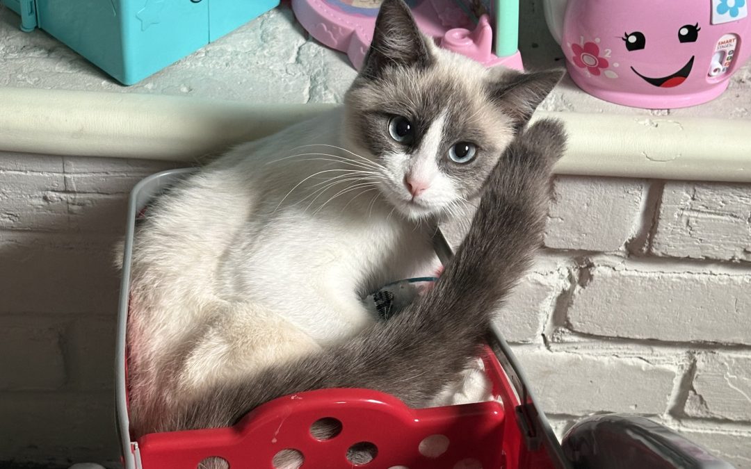 Poe – Lost Cat