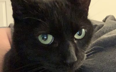 Kiki – Lost Cat