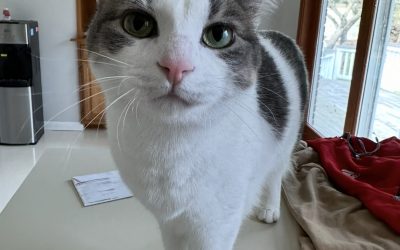Sweetpea – Lost Cat
