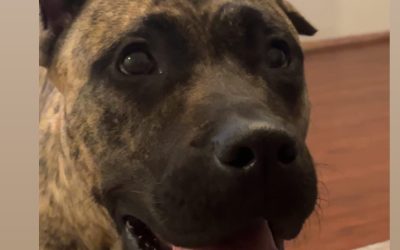 Zola – Lost Dog