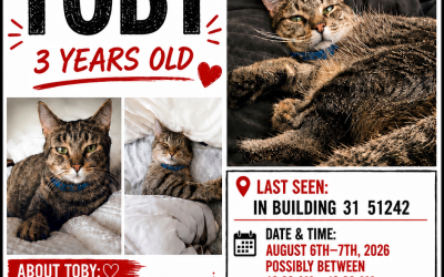 Toby – Lost Cat