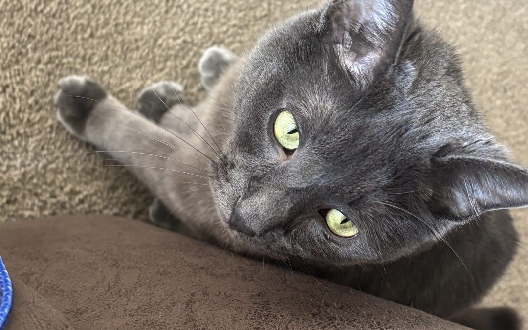 Sous – Lost Cat