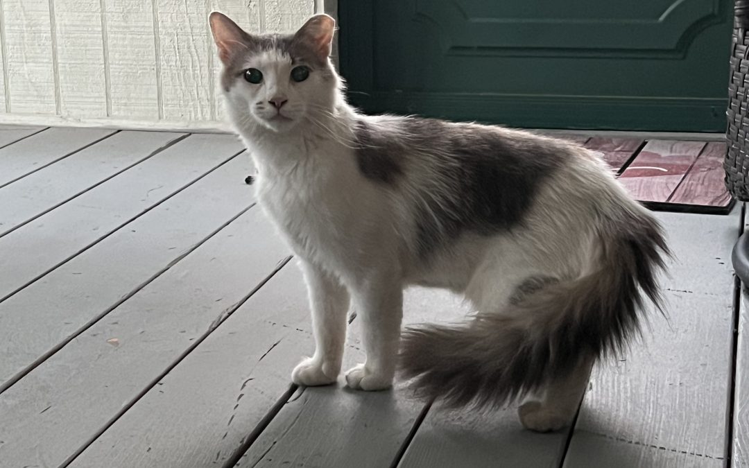 Unsure Found Cat – Lost Cat