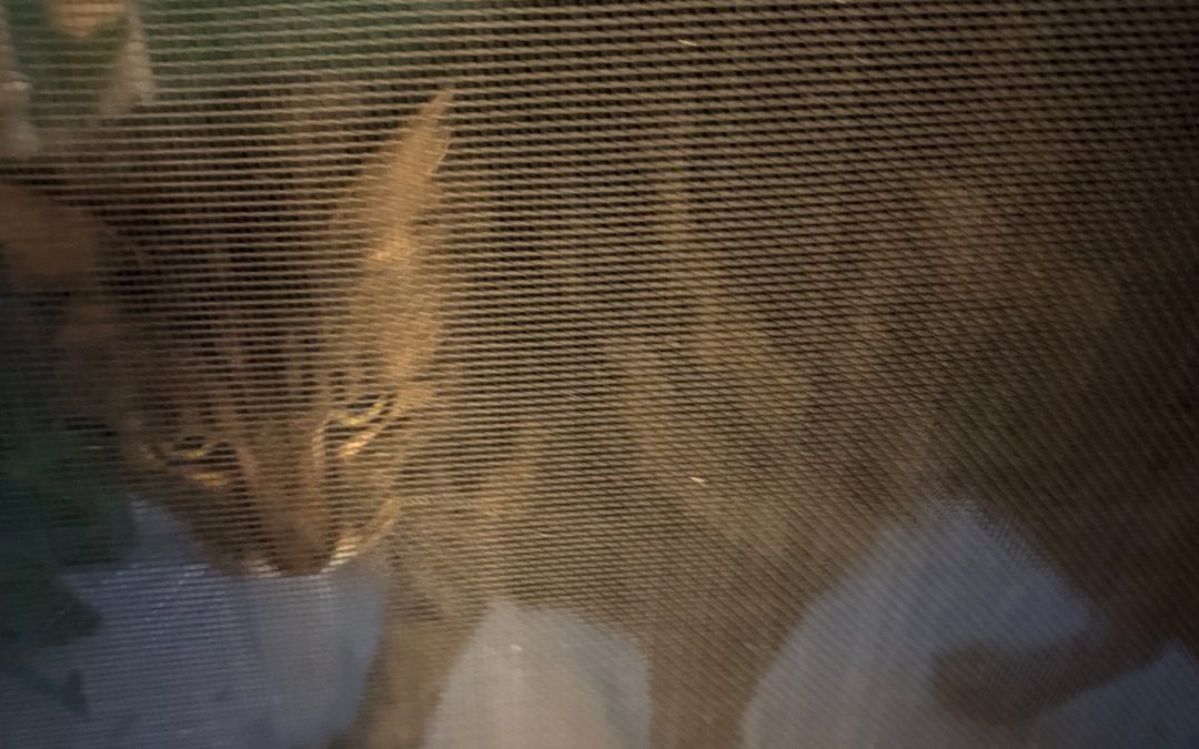 found cat – Lost Cat