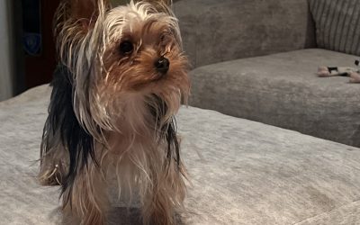 Ko Ko horton – Lost Dog
