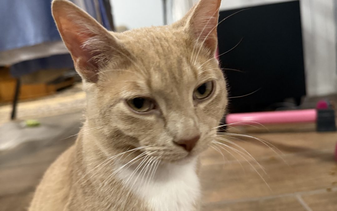 Socks – Lost Cat