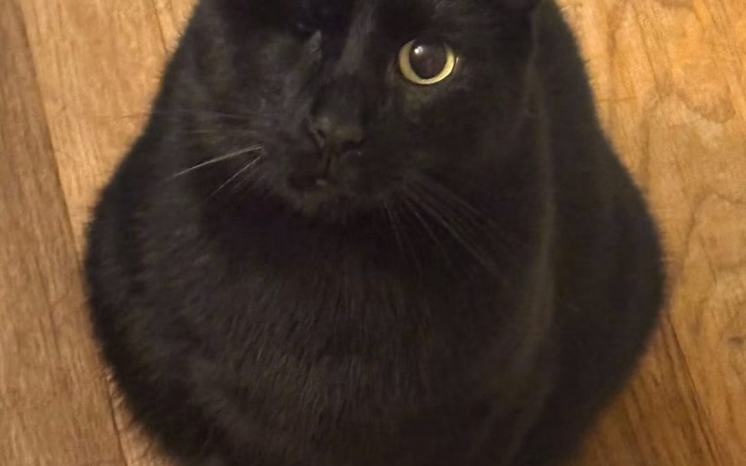 AN – Lost Cat