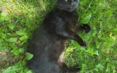 Stubby – Lost Cat