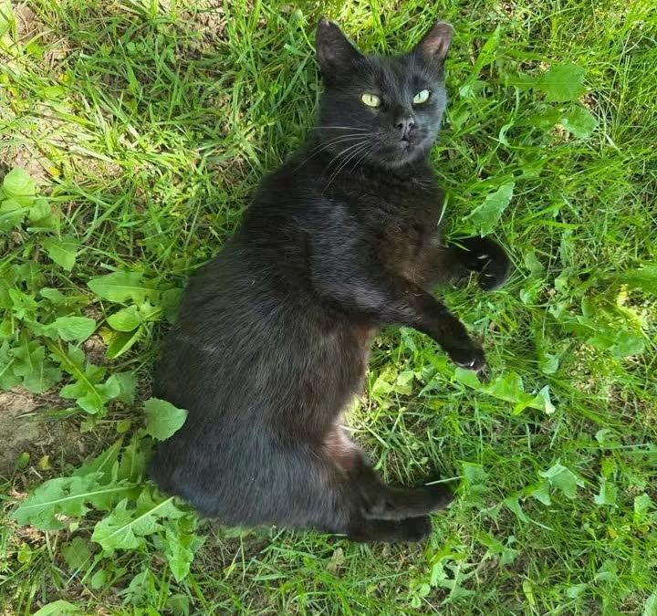 Stubby – Lost Cat