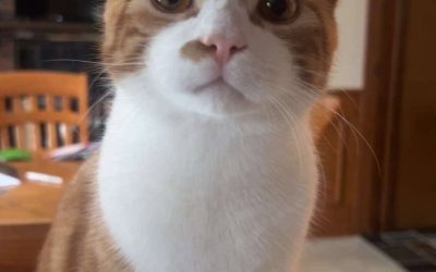 Pierogi/ Colby – Lost Cat
