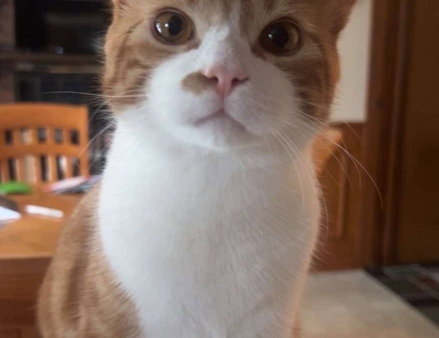 Pierogi/ Colby – Lost Cat
