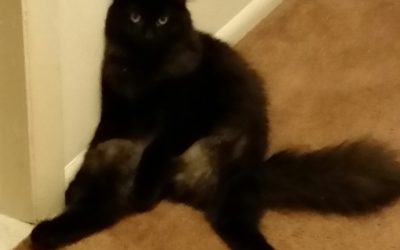 Mr. Beast – Lost Cat