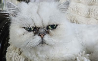 Ceasar – Lost Cat