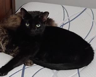 Denali or Denny – Lost Cat