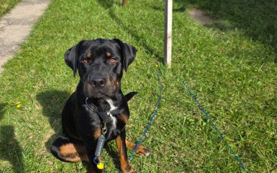 Unknown – Lost Dog
