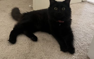 Found- 6 month old female black kitten – Lost Cat
