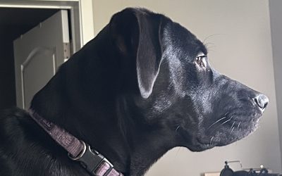 Rhys (Reese) – Lost Dog